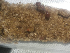 Pogonomyrmex pima