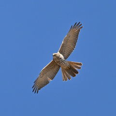 Accipiter fasciatus
