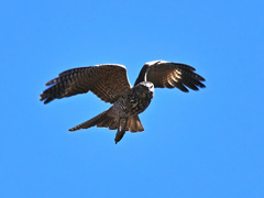 Accipiter fasciatus