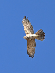 Accipiter fasciatus