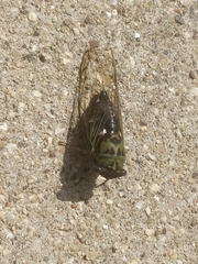 Neotibicen pruinosus