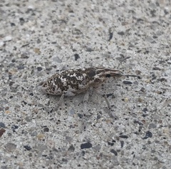 Cyphocleonus achates