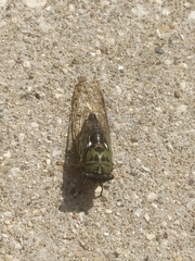 Neotibicen pruinosus