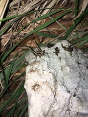 Pholidoptera griseoaptera