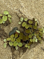 Salvinia minima