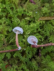 Marasmiellus praeacutus