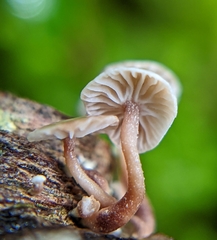 Marasmiellus praeacutus