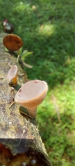 Auricularia cornea