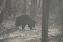 Melursus ursinus ursinus