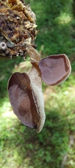 Auricularia cornea