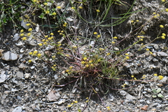 Bupleurum