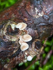 Marasmiellus praeacutus