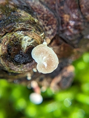 Marasmiellus praeacutus