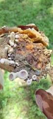 Auricularia cornea