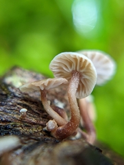 Marasmiellus praeacutus