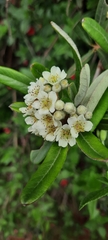 Pyracantha