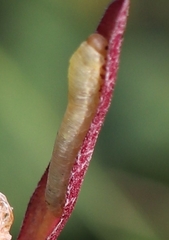 Symphyta