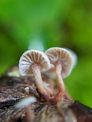 Marasmiellus praeacutus