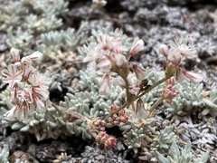 Eriogonum wrightii subscaposum