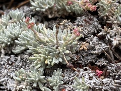 Eriogonum wrightii subscaposum
