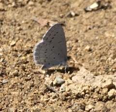 Celastrina