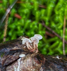 Marasmiellus praeacutus