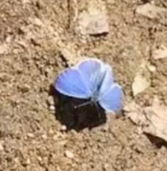 Celastrina