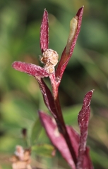 Symphyta