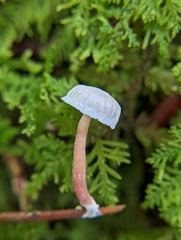 Marasmiellus praeacutus