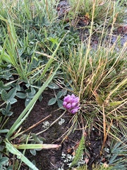 Trifolium parryi