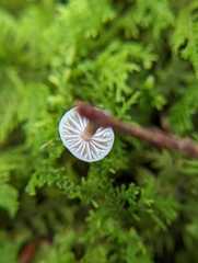 Marasmiellus praeacutus