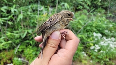 Emberiza personata