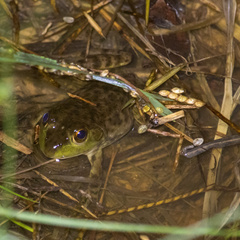 Lithobates catesbeianus