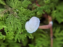 Marasmiellus praeacutus