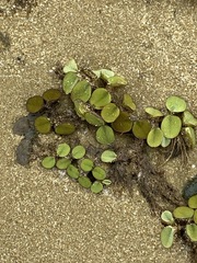 Salvinia minima