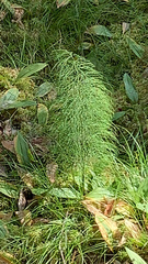 Equisetum sylvaticum