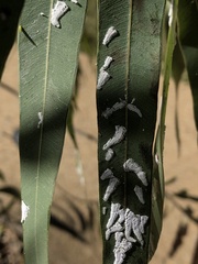 Eucalyptolyma maideni