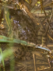Lithobates catesbeianus