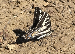 Papilio eurymedon