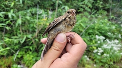 Emberiza personata