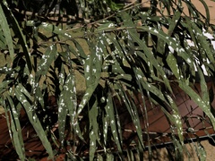 Eucalyptolyma maideni