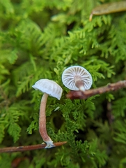 Marasmiellus praeacutus