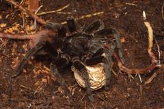 Theraphosinae