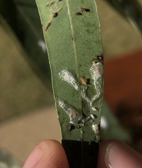 Eucalyptolyma maideni