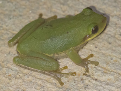 Hyla squirella