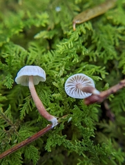 Marasmiellus praeacutus