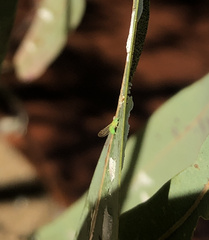 Eucalyptolyma maideni