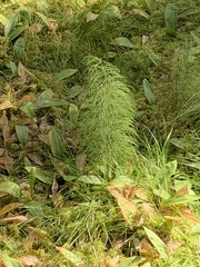 Equisetum sylvaticum