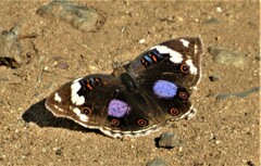 Junonia oenone oenone