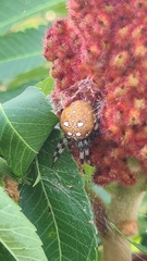 Araneus quadratus